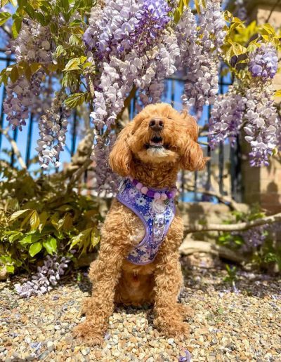 Dog Friendly Café 46, Wickham Market